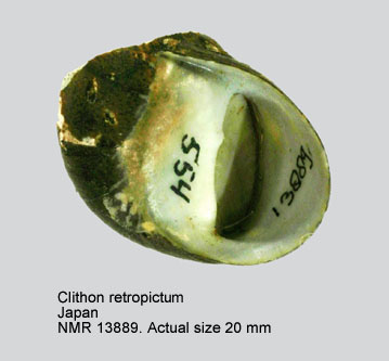 Clithon retropictum.jpg - Clithon retropictum (Martens,1879)
